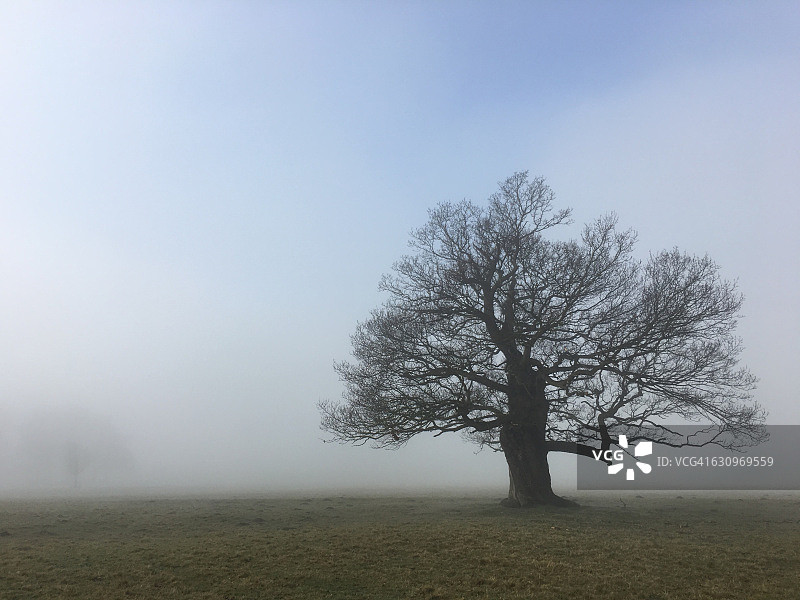树盯着图片素材