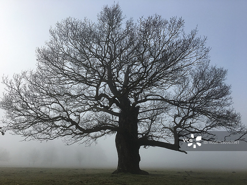 树盯着图片素材