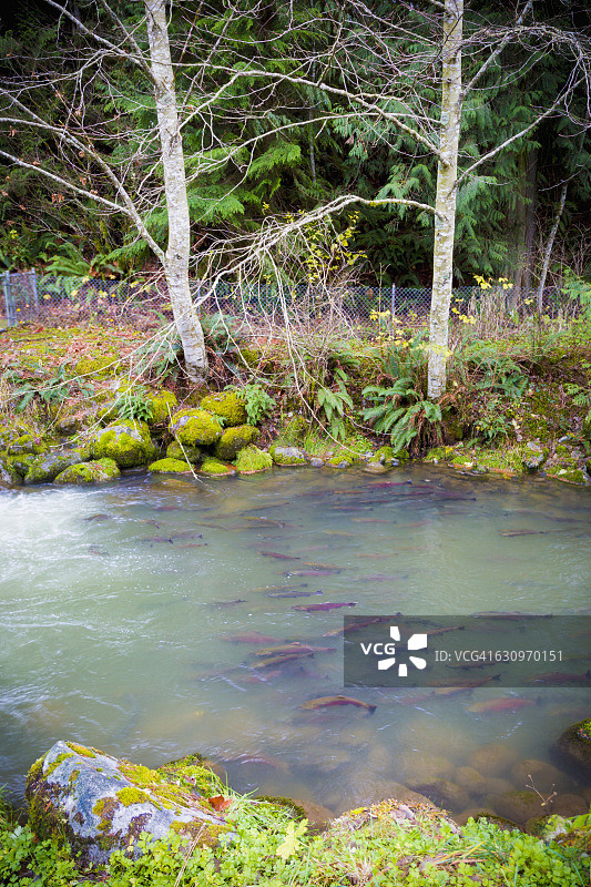 洄游到渔场的银鲑鱼图片素材