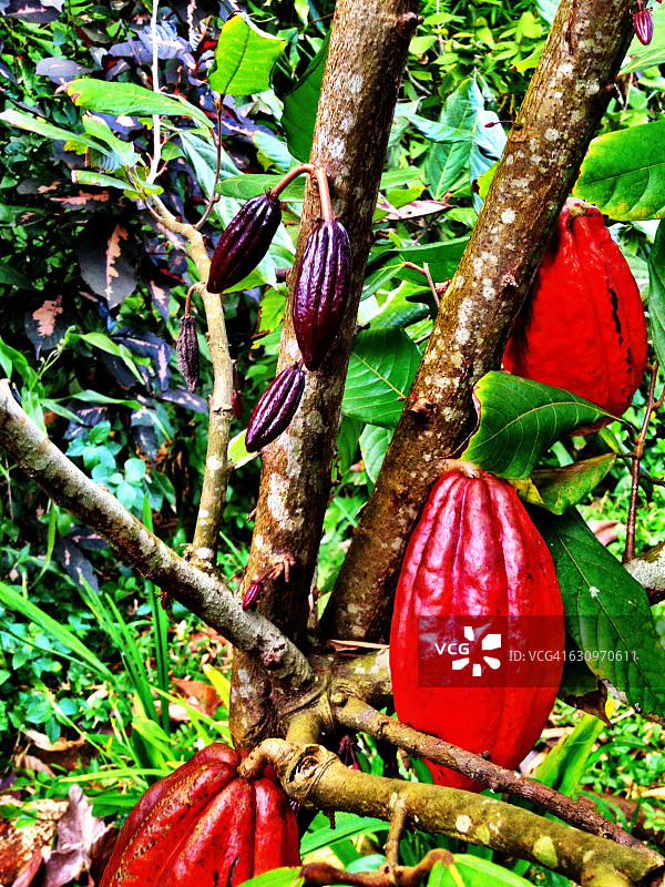 树盯着图片素材