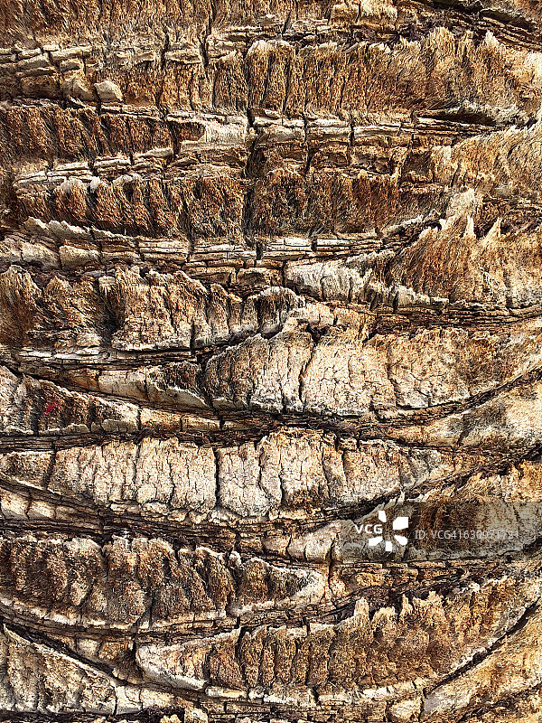 树盯着图片素材