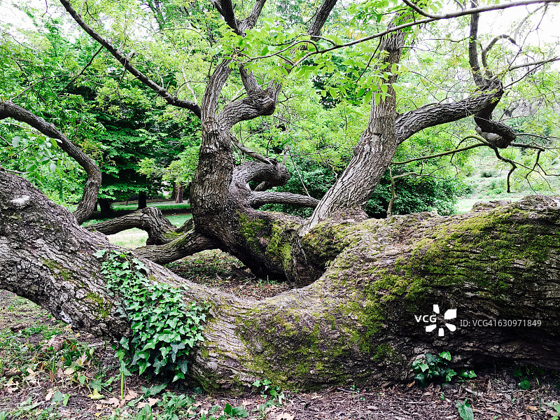 树盯着图片素材