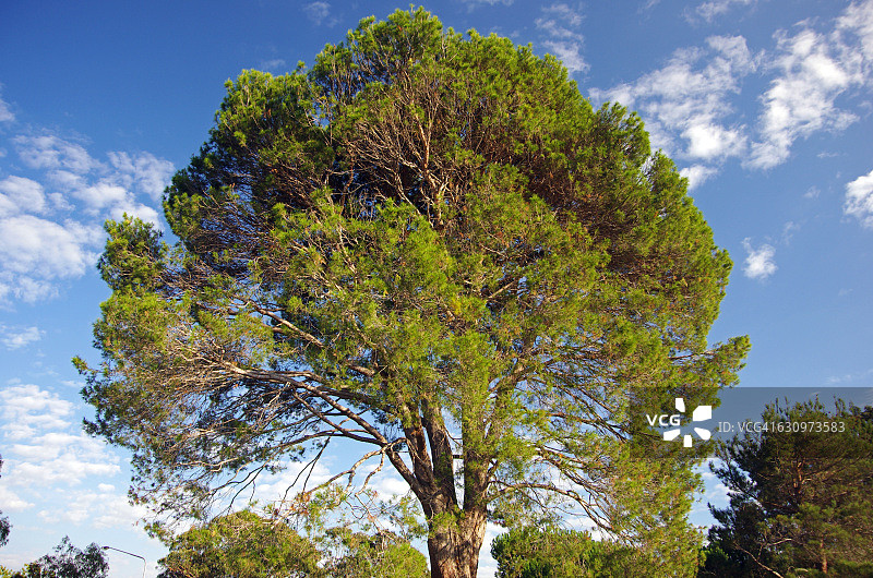 树盯着图片素材