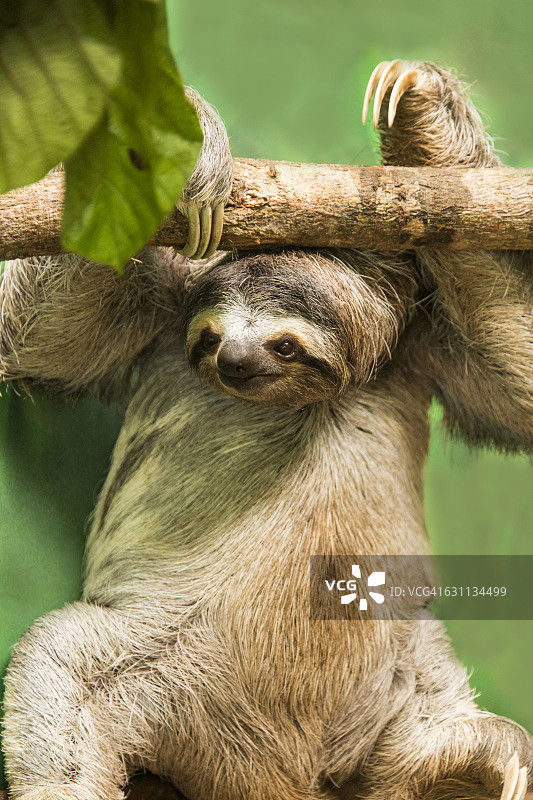 三趾树懒图片素材