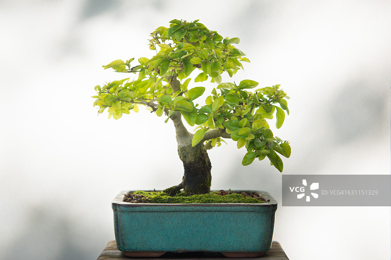 日本海棠盆景树特写图片素材