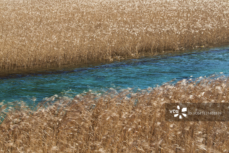 青绿色河流和沼泽芦苇图片素材