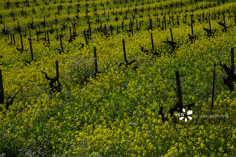 茂盛的芥末色草地图片素材