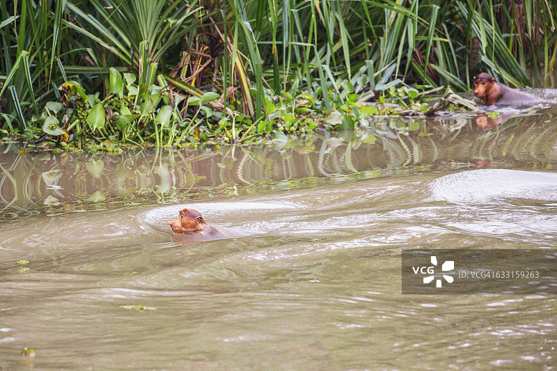 仰视视角拍摄的空中长鼻猴图片素材