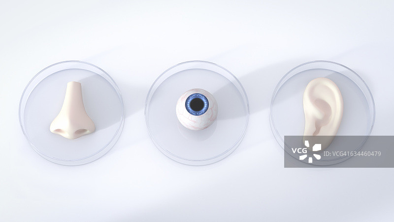 培养皿中的鼻子、眼睛和耳朵，3D渲染图片素材