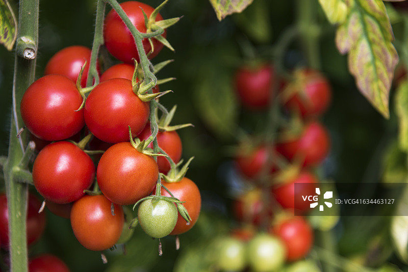 西红柿图片素材