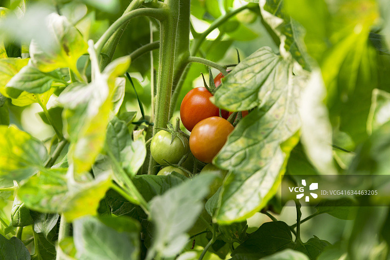 西红柿图片素材