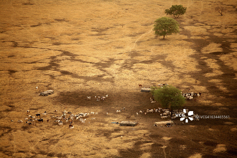 乍得扎库马国家公园，游牧民族在Gara周围放牧牛群图片素材