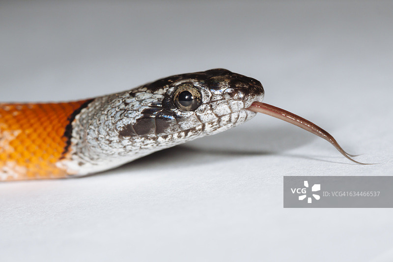 灰纹王蛇吐信子的肖像图片素材