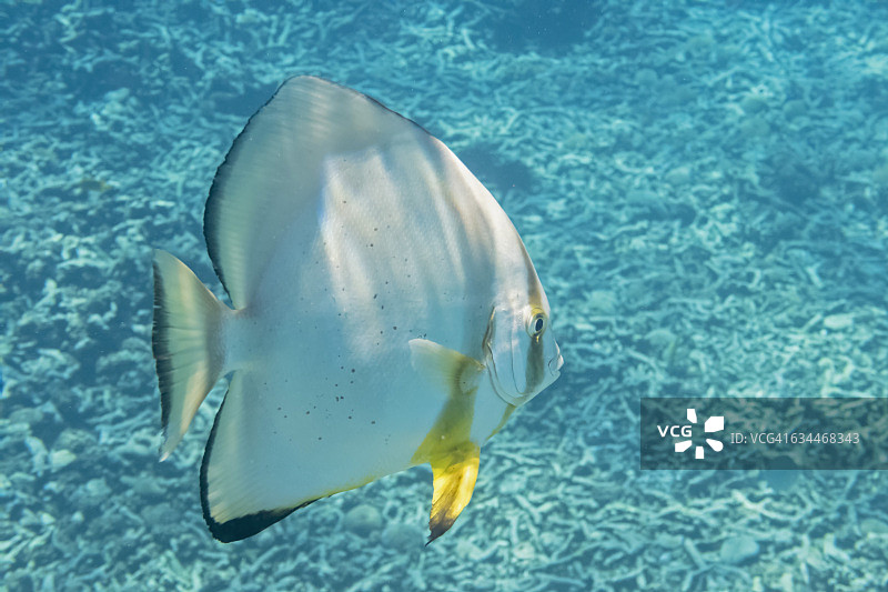 圆燕鱼图片素材