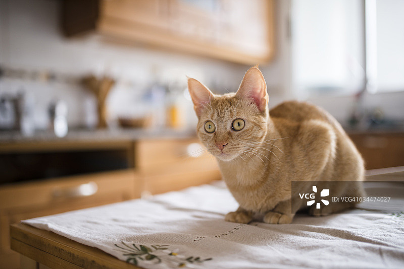 凝视的猫坐在厨房桌子上的特写图片素材