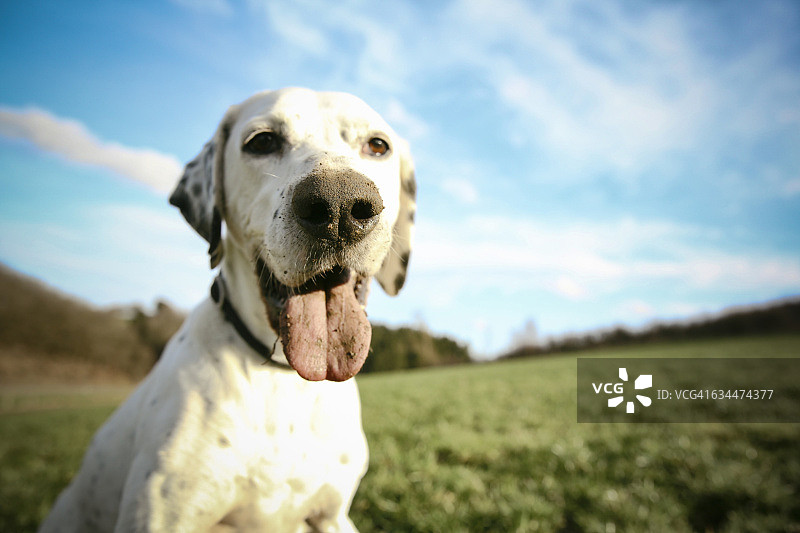鼻子和舌头脏兮兮的混血狗肖像图片素材