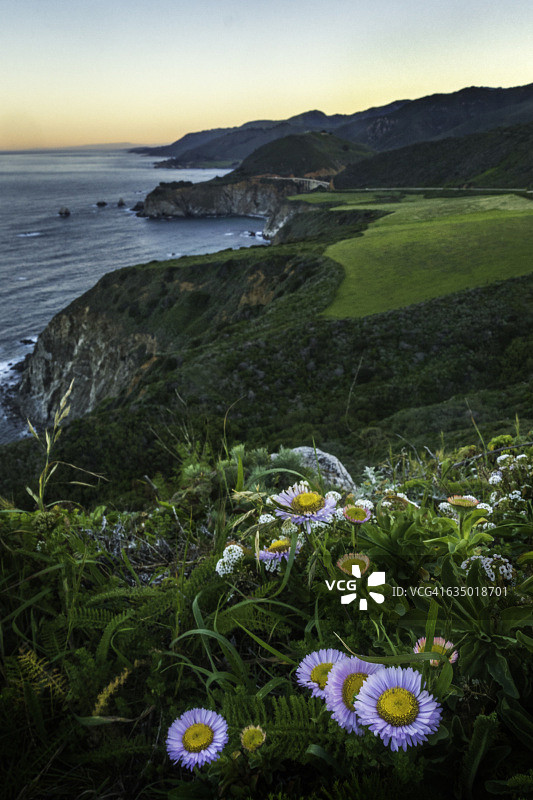 飓风角的海洋雏菊图片素材