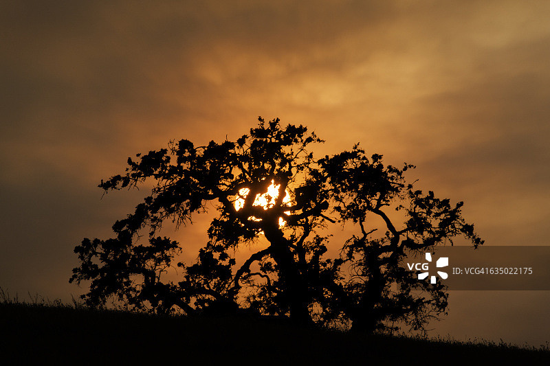 橡树后的日落图片素材