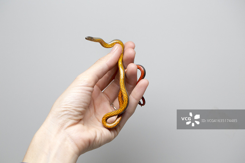 拿着颈环蛇宝宝的女人图片素材