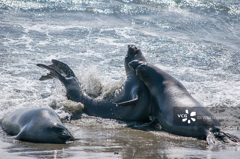 象海豹戏水图片素材