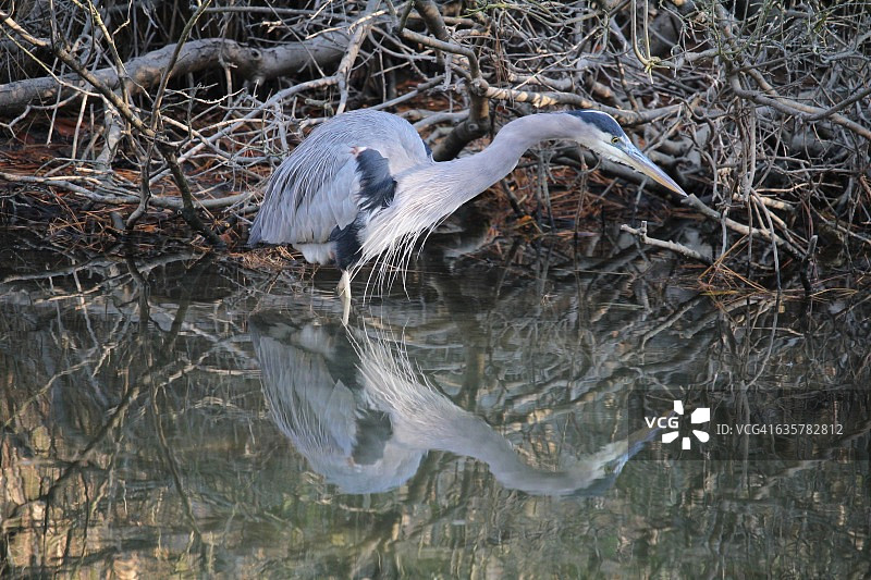 正在捕鱼的苍鹭图片素材