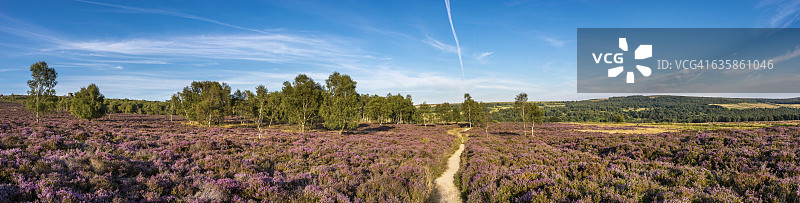 穿过石楠全景的小路图片素材