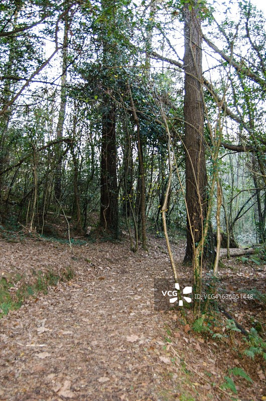 林地路径图片素材