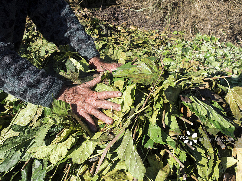 在田野里采摘树叶的，手部布满皱纹的成年农民图片素材