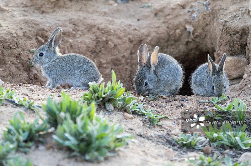 幼兔从洞穴中出来图片素材