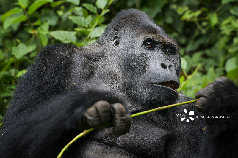 刚果野生动物：喂食银背大猩猩图片素材