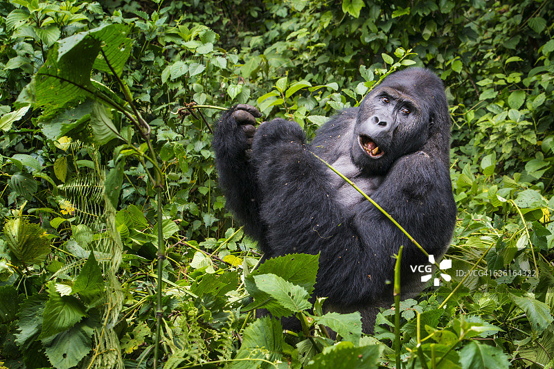 刚果野生动物：喂食银背大猩猩图片素材