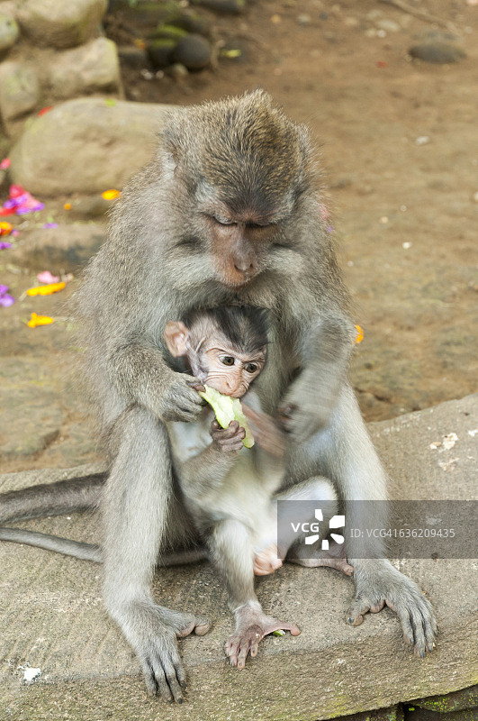 巴厘猕猴与幼崽图片素材