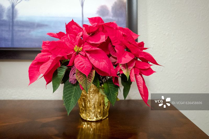 圣诞节的圣诞红图片素材