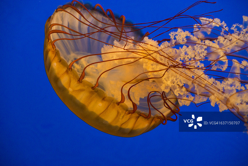 太平洋海荨麻图片素材