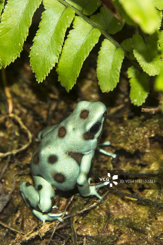微点箭毒蛙图片素材