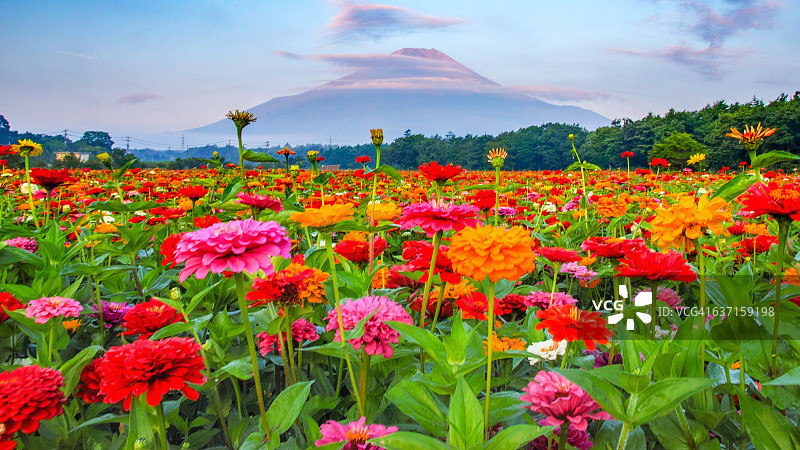 富士山与百日草图片素材