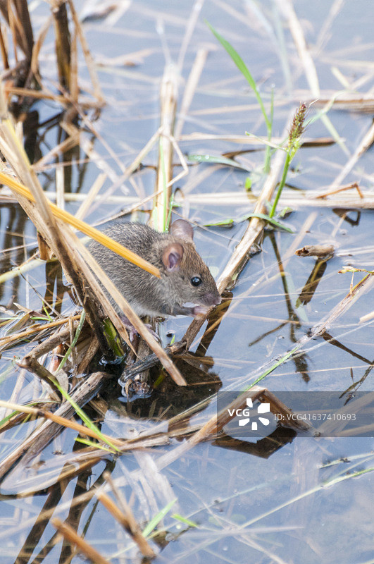 稻田里的小老鼠图片素材