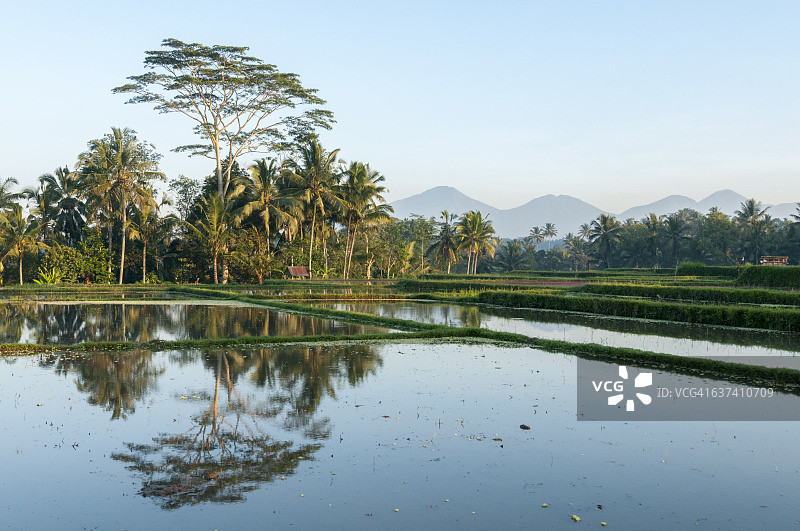 巴厘岛水稻梯田图片素材
