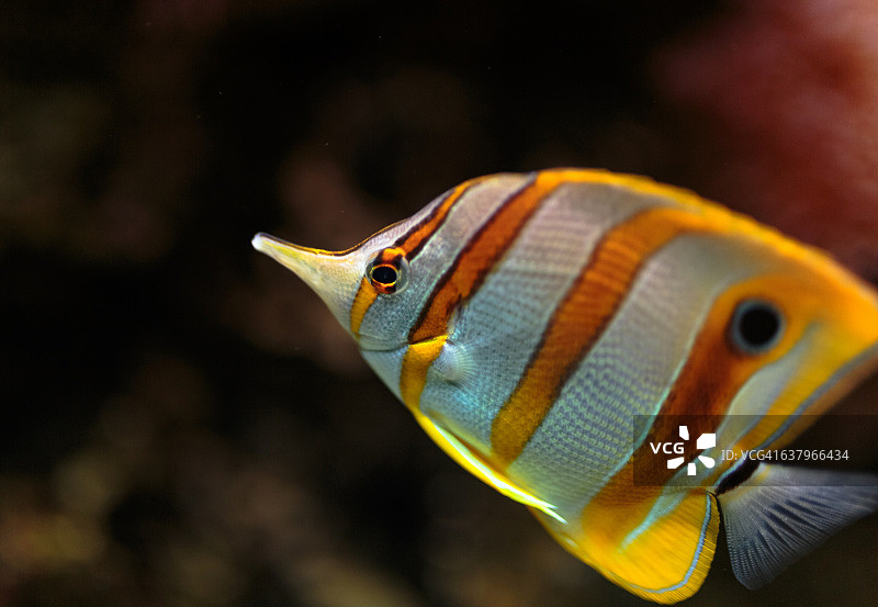 丝蝴蝶鱼特写图片素材