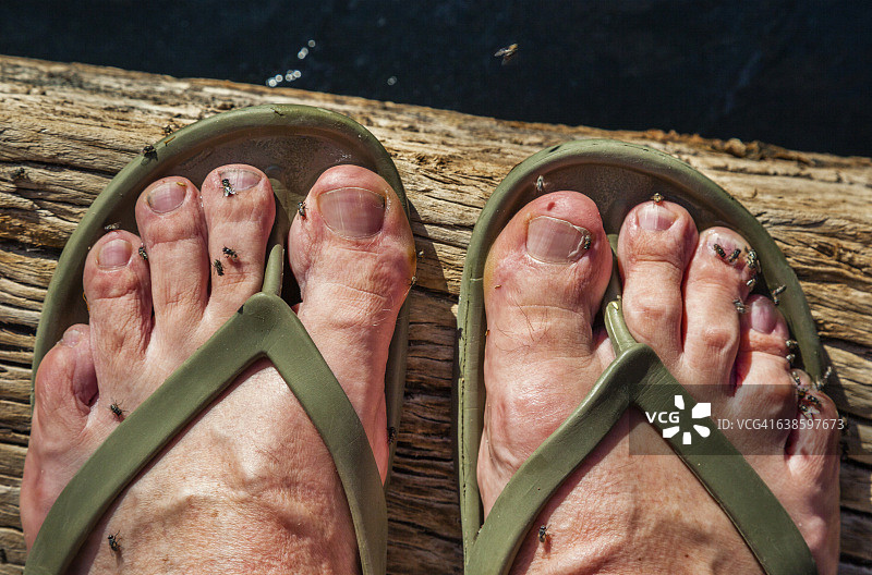 灌木丛苍蝇搔痒图片素材