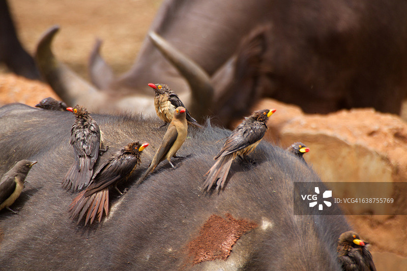 水牛身上的牛椋鸟图片素材