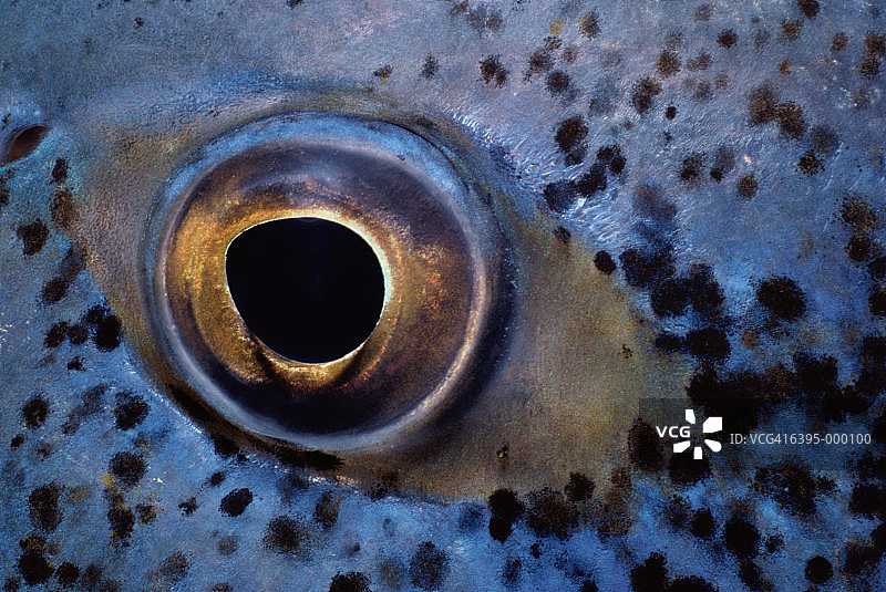 蓝鳍鲹鱼的眼睛图片素材