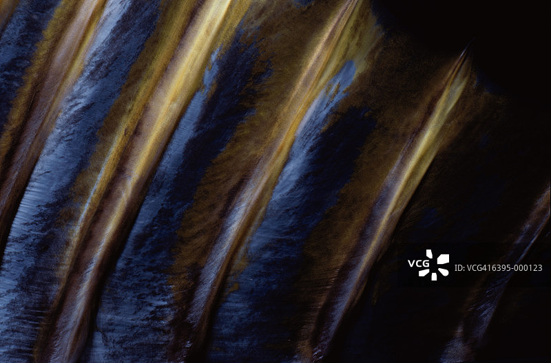 黄鳍金枪鱼的背鳍图片素材