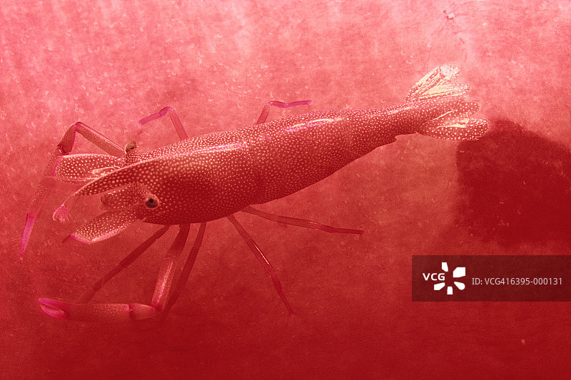 皇帝虾图片素材