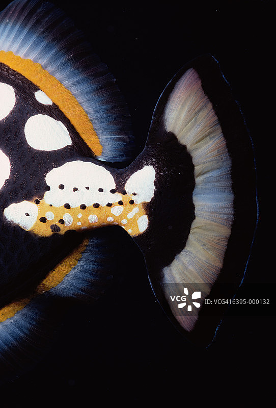 小丑炮弹鱼的尾巴图片素材