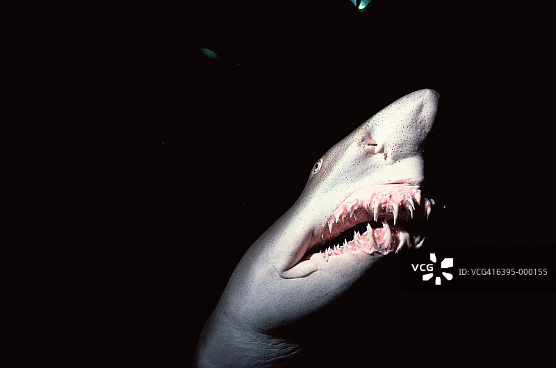 沙虎鲨图片素材