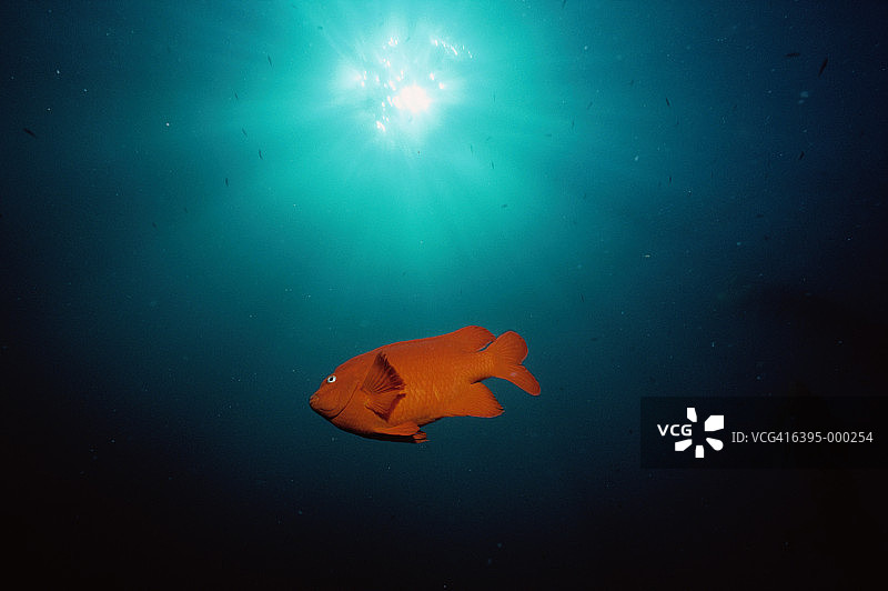 加里波第鱼图片素材