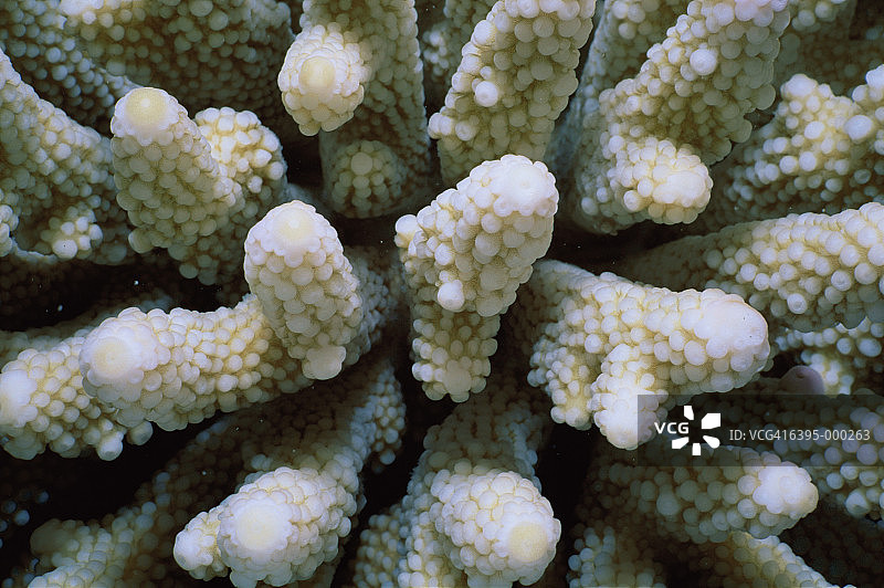 石指珊瑚图片素材