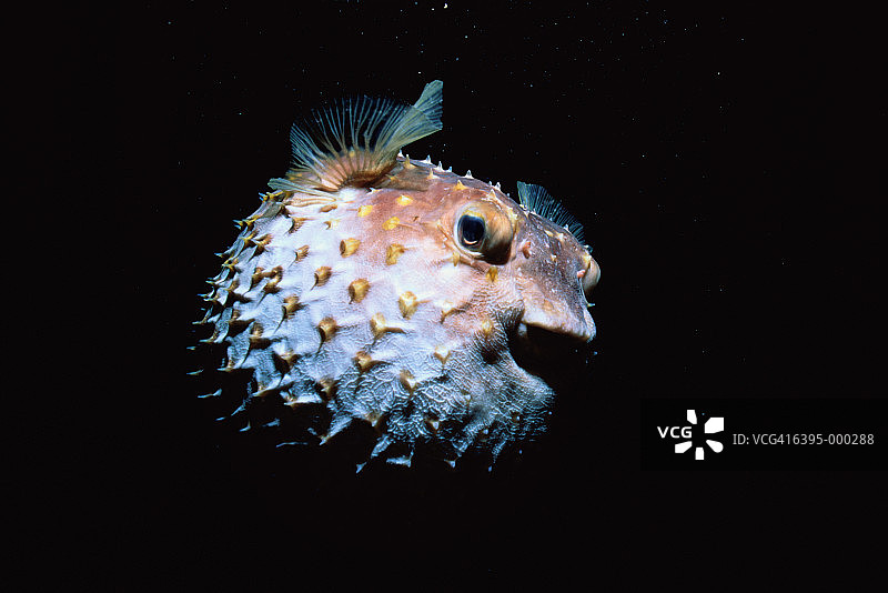 黄色斑点刺豚鱼图片素材