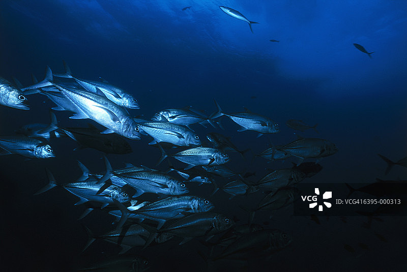 大眼金梭鱼群图片素材